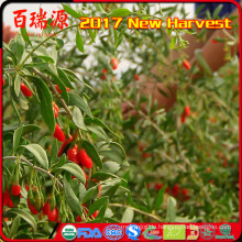 Bio-Gemüse Goji Beere Harvester Namen von roten Früchten Ningxia Wolfberry